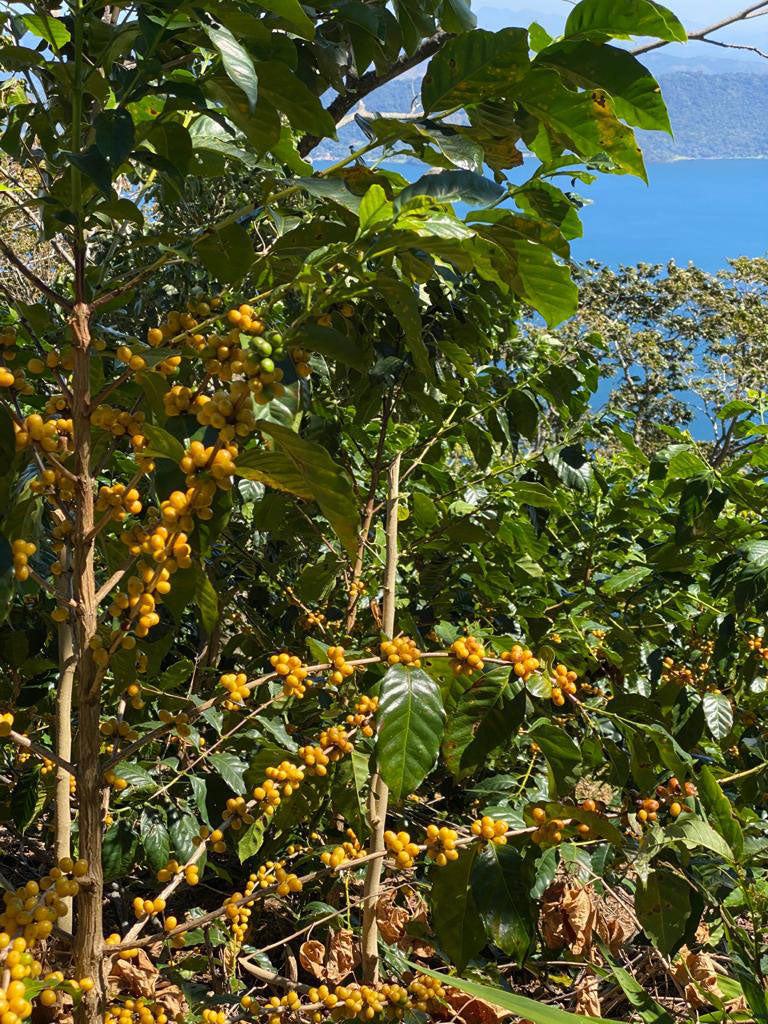 Yellow Bourbon