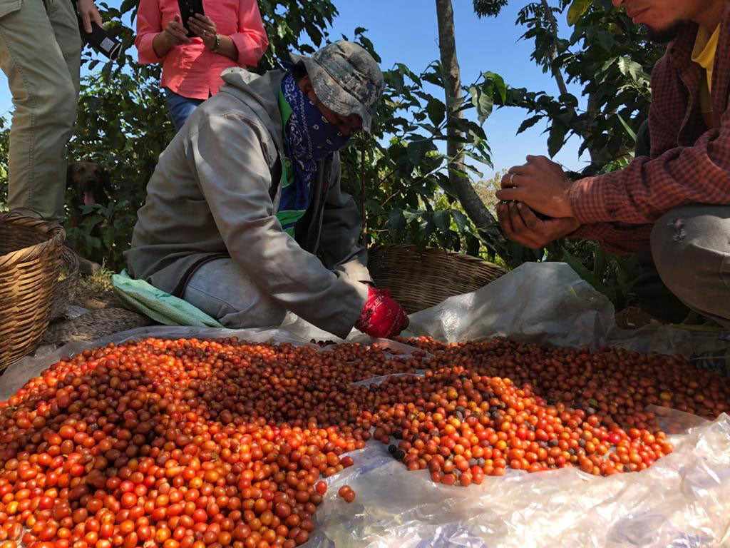 Finca San Luis Harvest